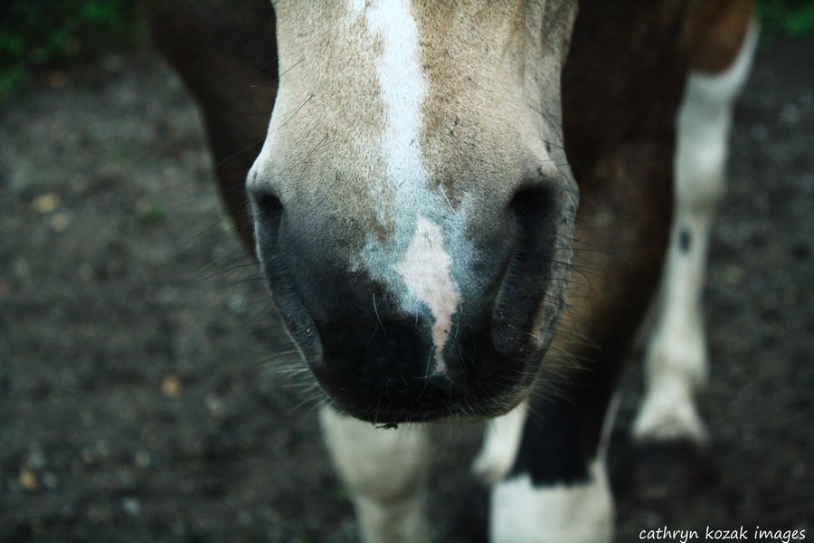 Draft Horse Wallpaper Animalgals