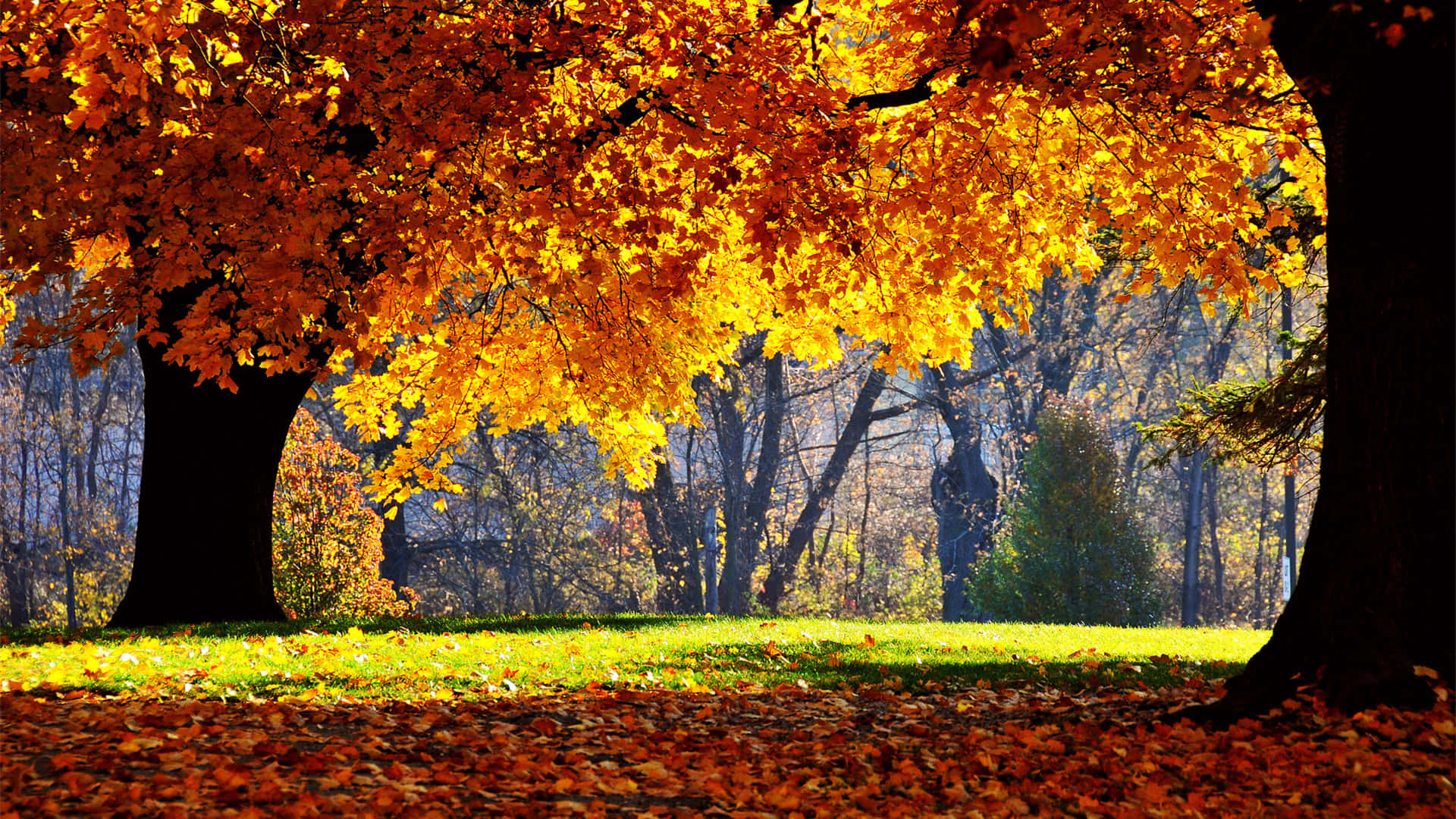 4k Fall Wallpaper