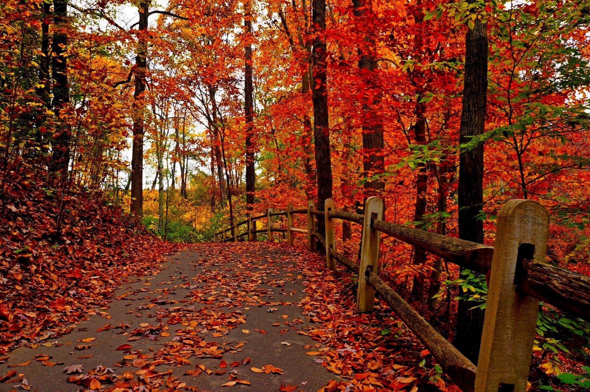 Brianna Cole Pictures Background Max Road In Autumn Forest
