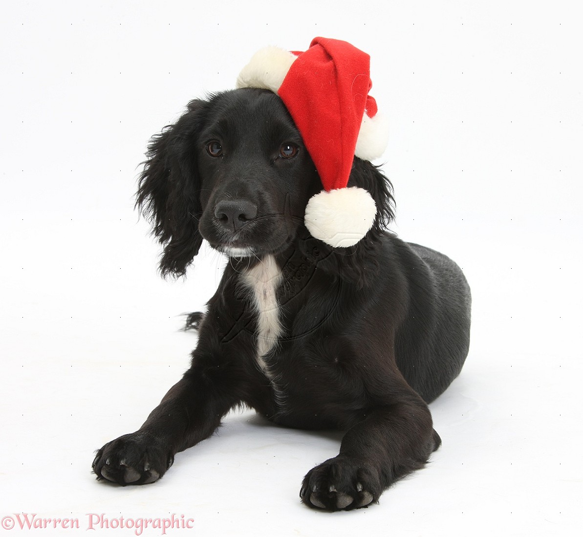 Px Black Cocker Spaniel Pup Wearing A Santa Hat White Background