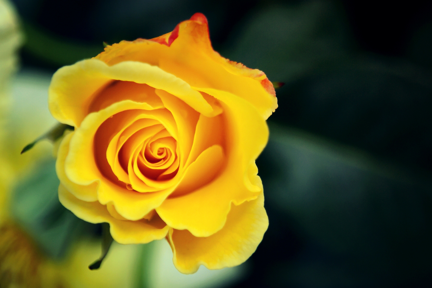 Розы желтые вид с боку