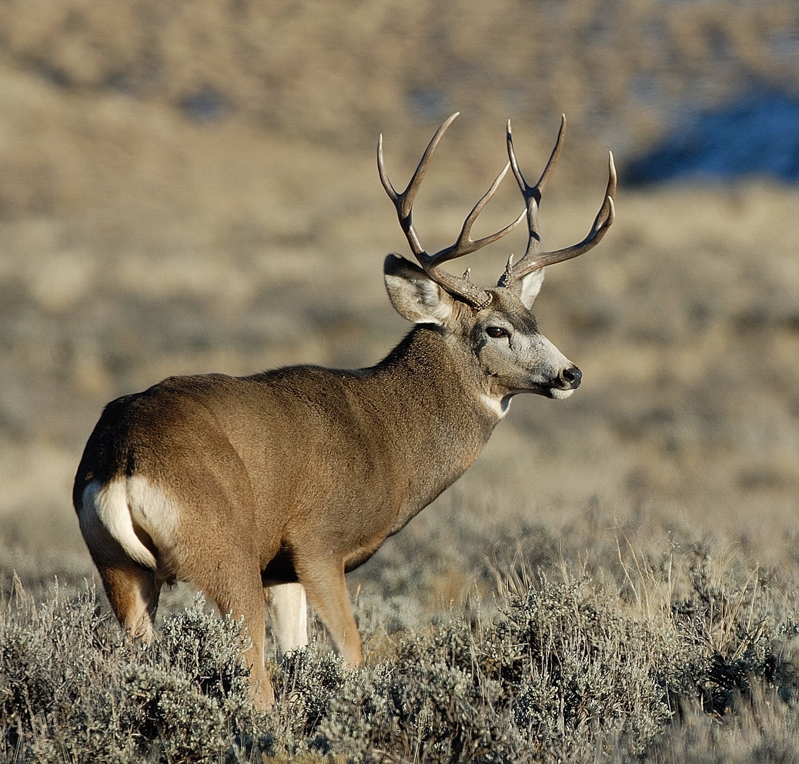 Hunters To See More Buck Deer During Utah S General Hunts That Goal