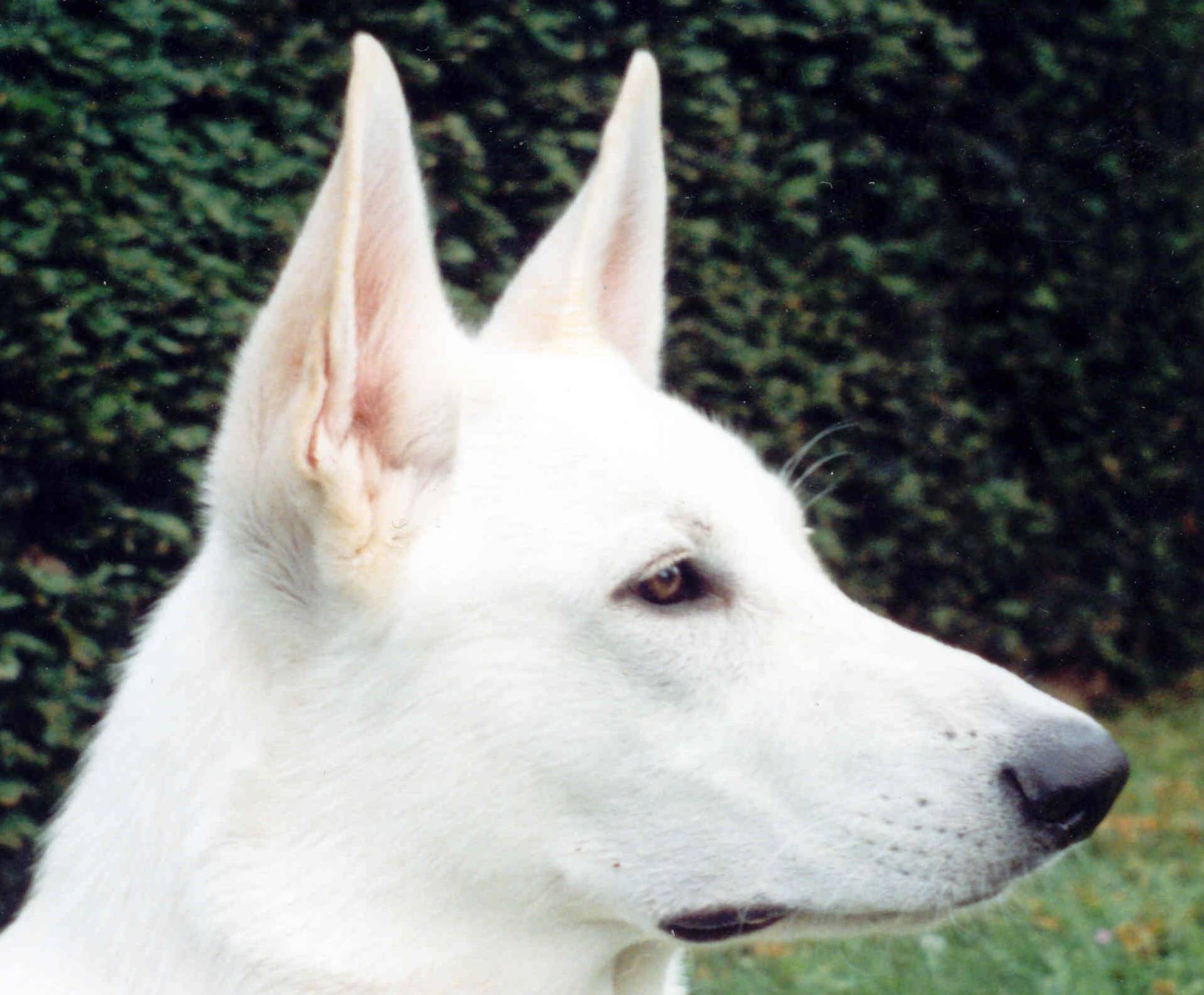 White Shepherd Dog Face Photo And Wallpaper Beautiful