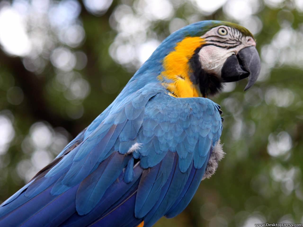 Home Desktop Wallpaper Animals Birds Background Parrot