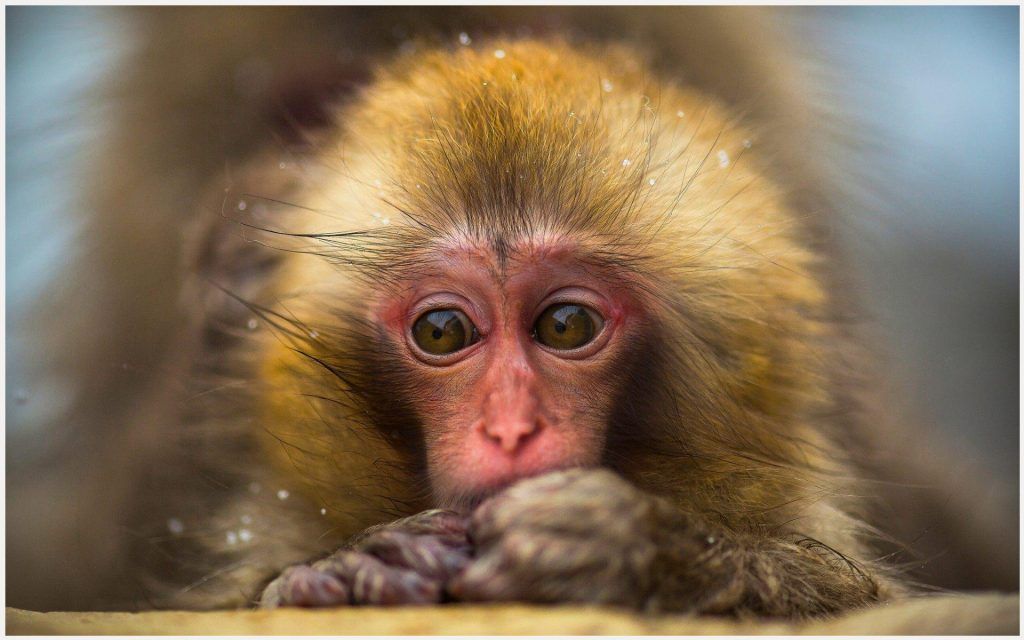Japanese Macaque Monkey Wallpaper