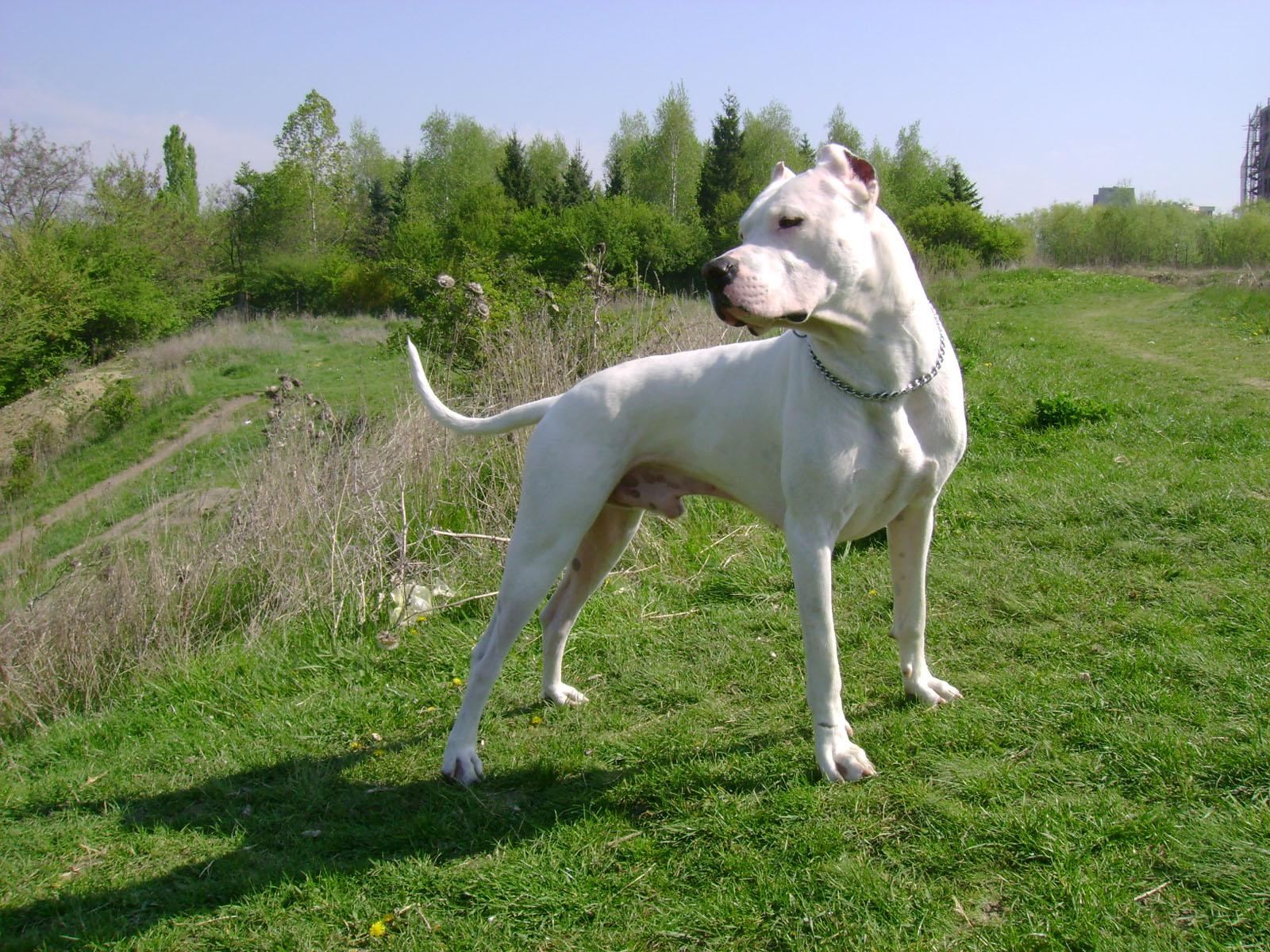 White Argentine Dogo Photo And Wallpaper Beautiful