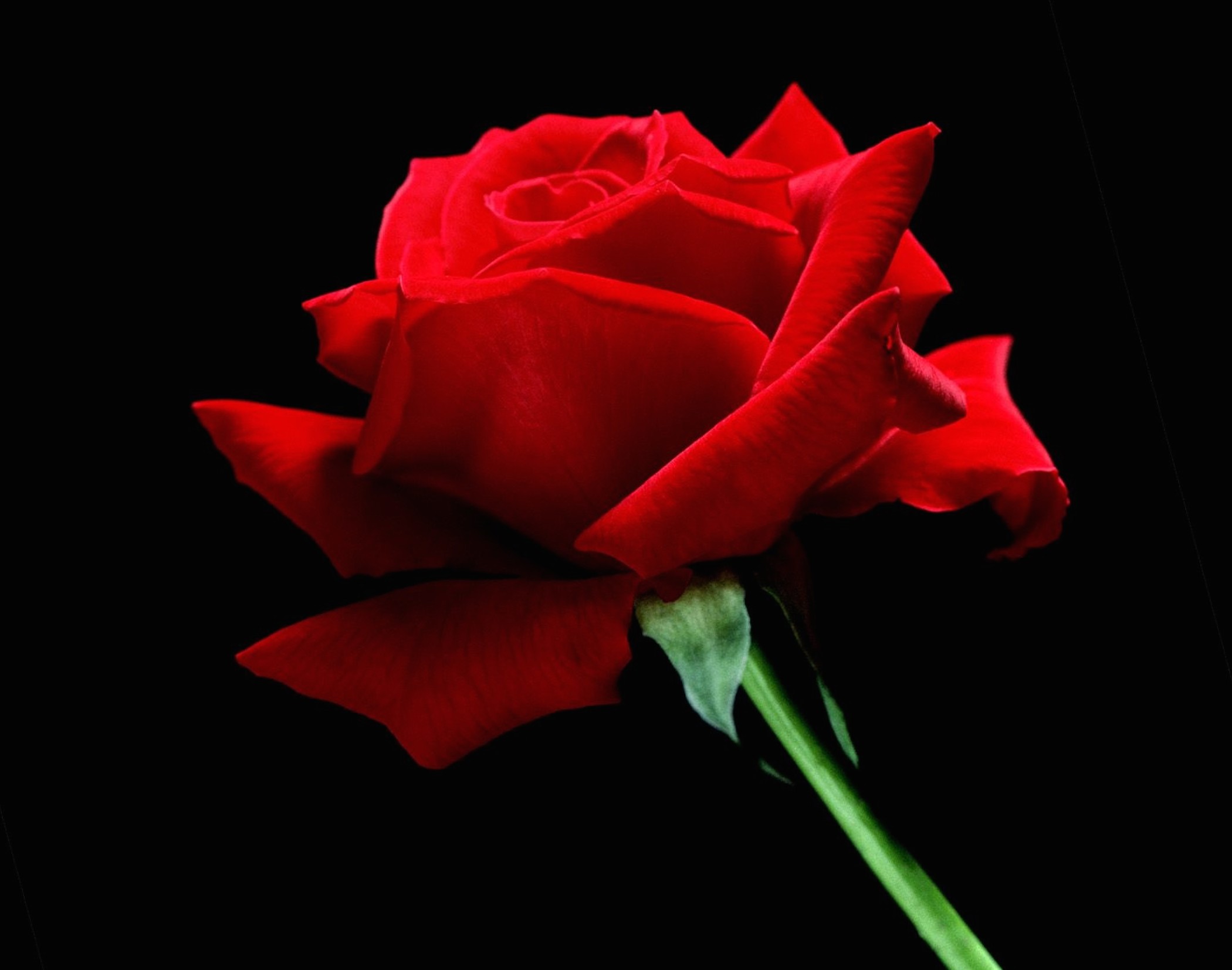 Single Red Rose Wallpaper HD Flower
