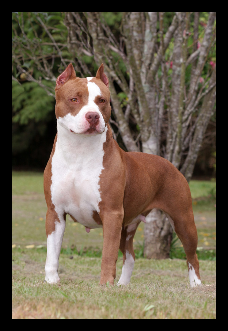 American Pit Bull Terrier By Guipatto