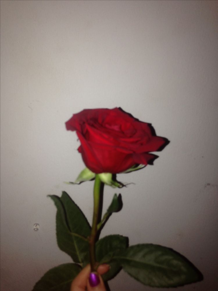Aesthetic Roses Flower Rose
