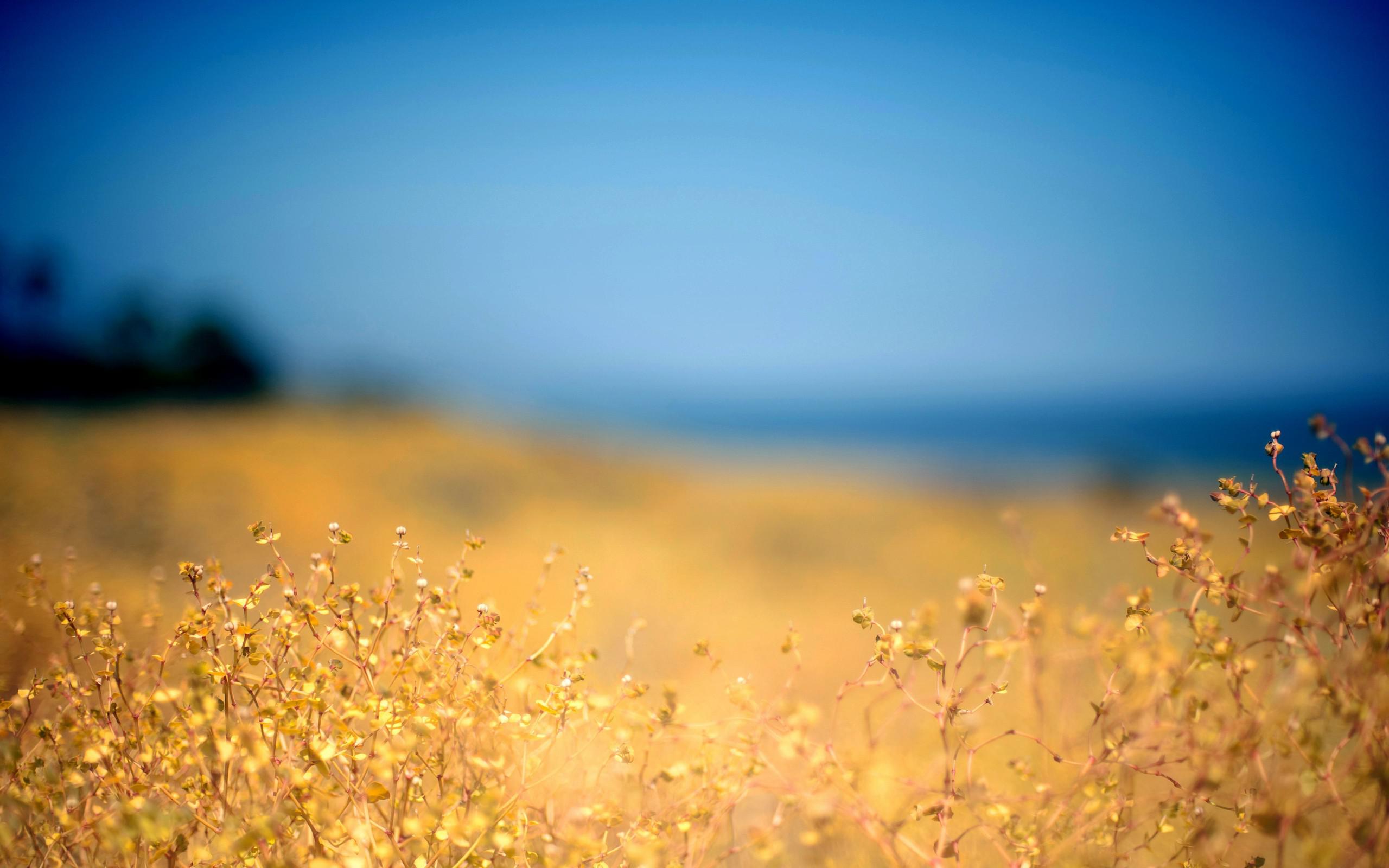 Field Of Flowers HD Wallpaper