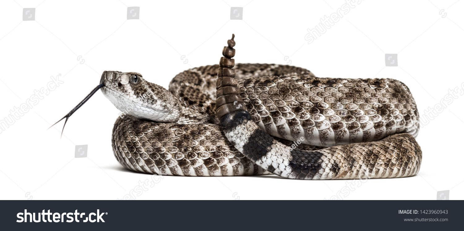 Crotalus Atrox Western Diamondback Rattlesnake Or Texas Diamond