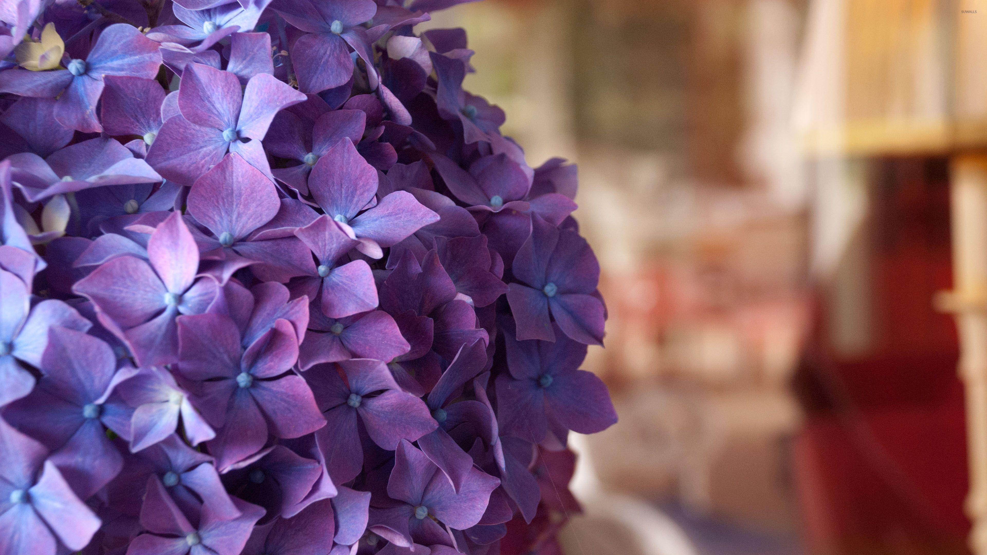 Purple Hydrangea Wallpaper Flower