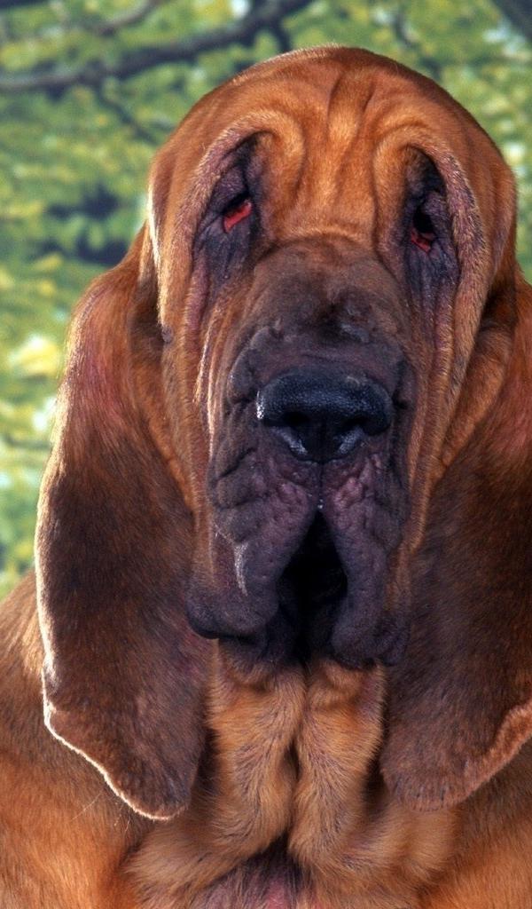 Animals Dogs Bloodhound Wallpaper