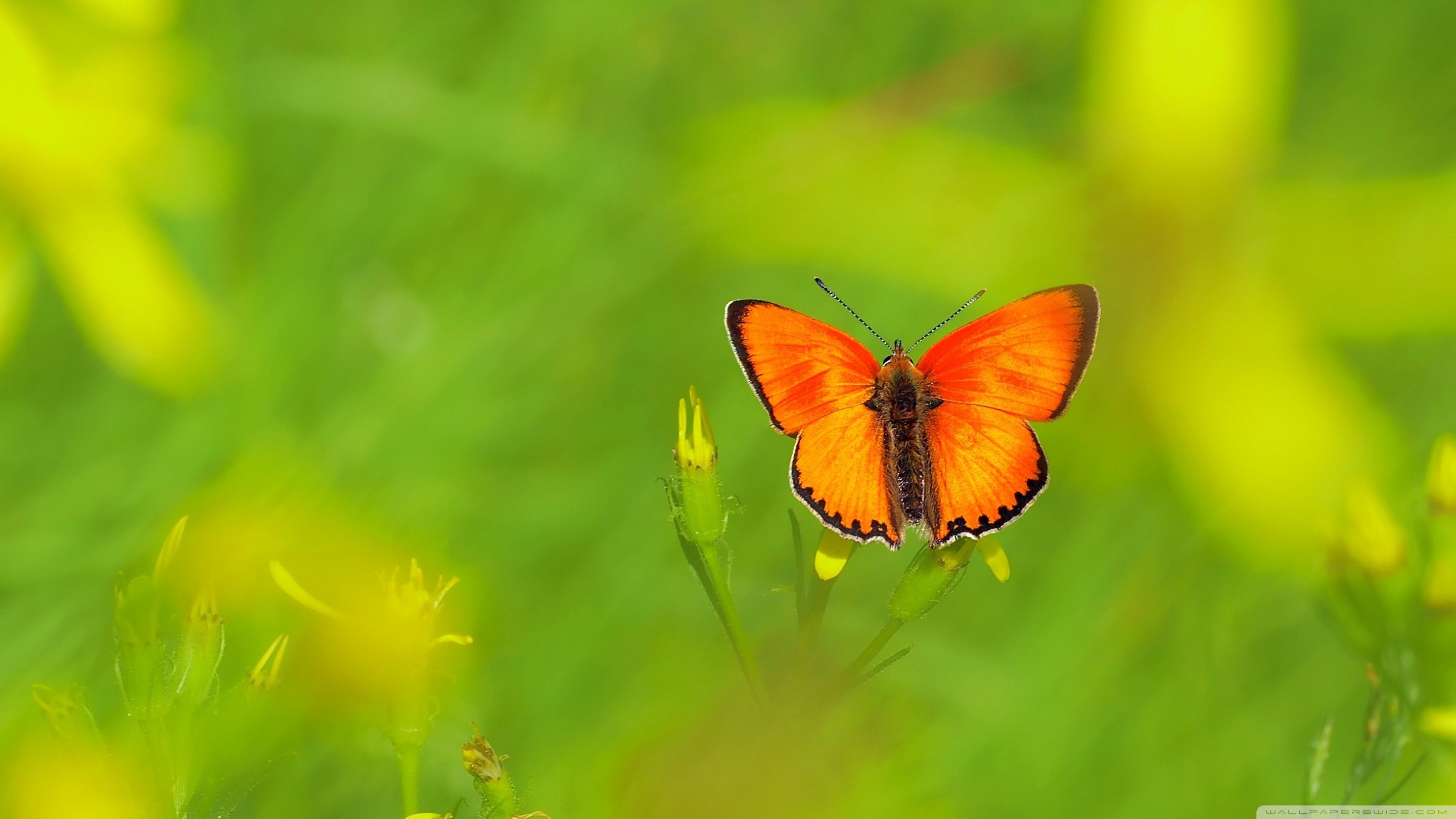 Insects Wallpaper