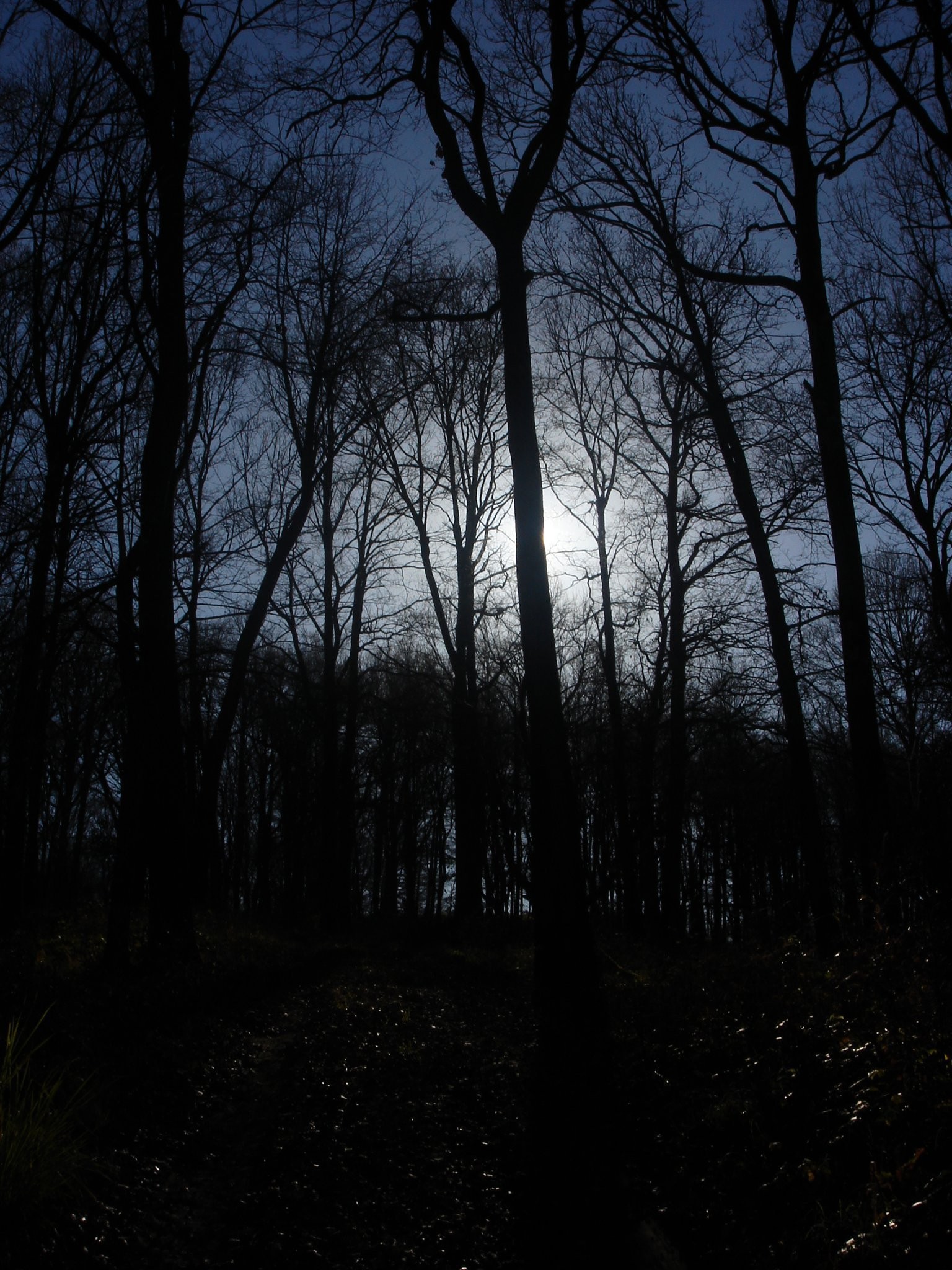 Night Sky Landscape Black Nature Backgrounds Treeswidescreen