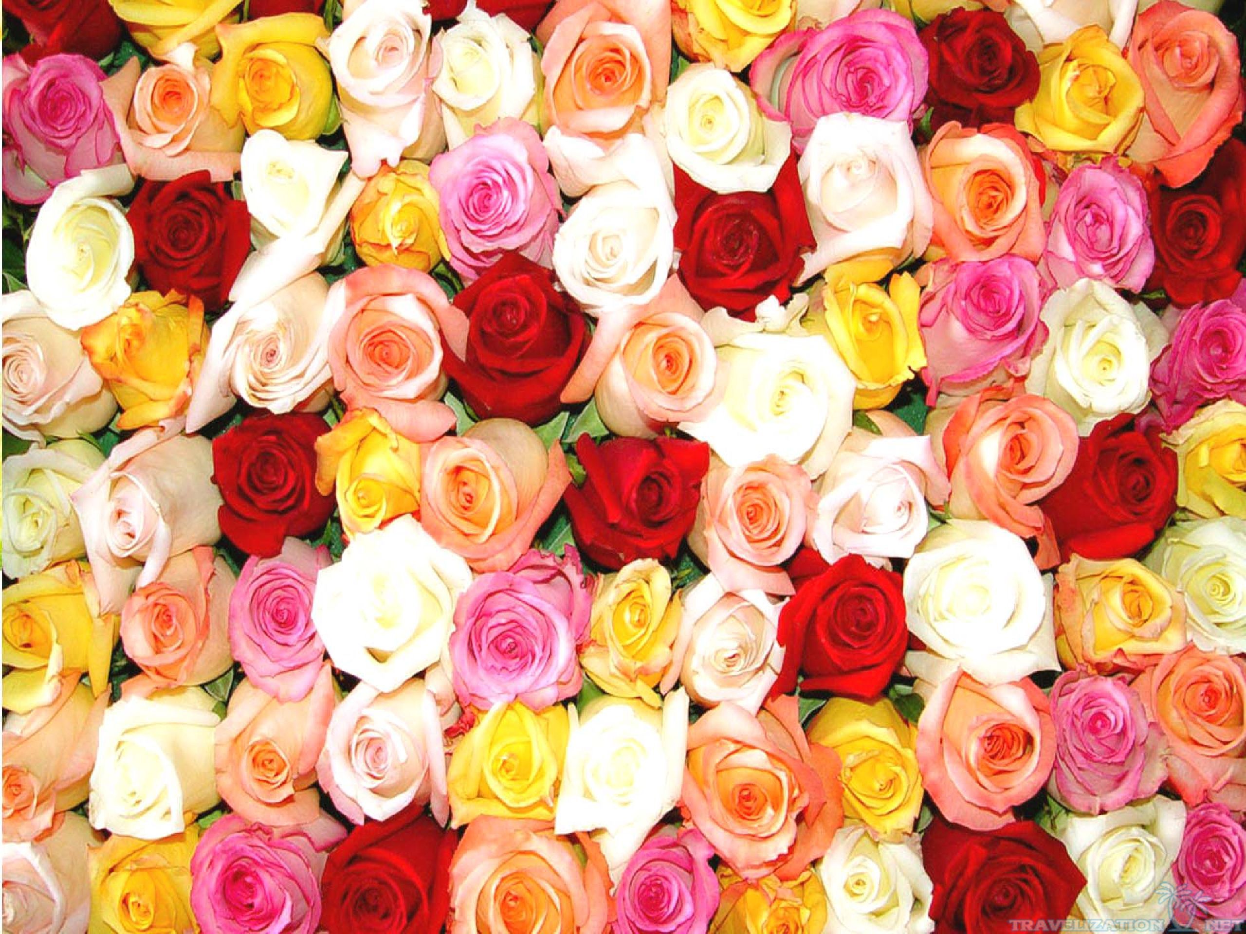 Totally Gorgeous Rose Wallpaper Travelization