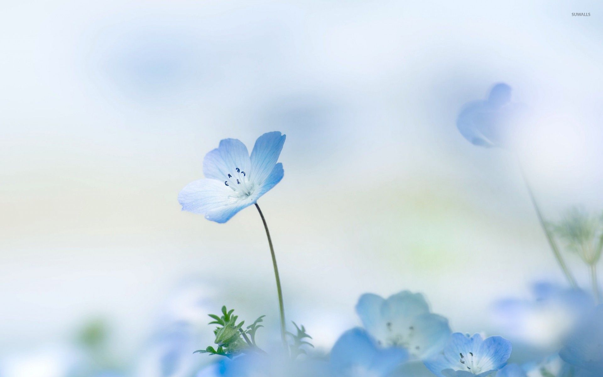 Blue Flower Wallpaper Free Backgrounds Download For