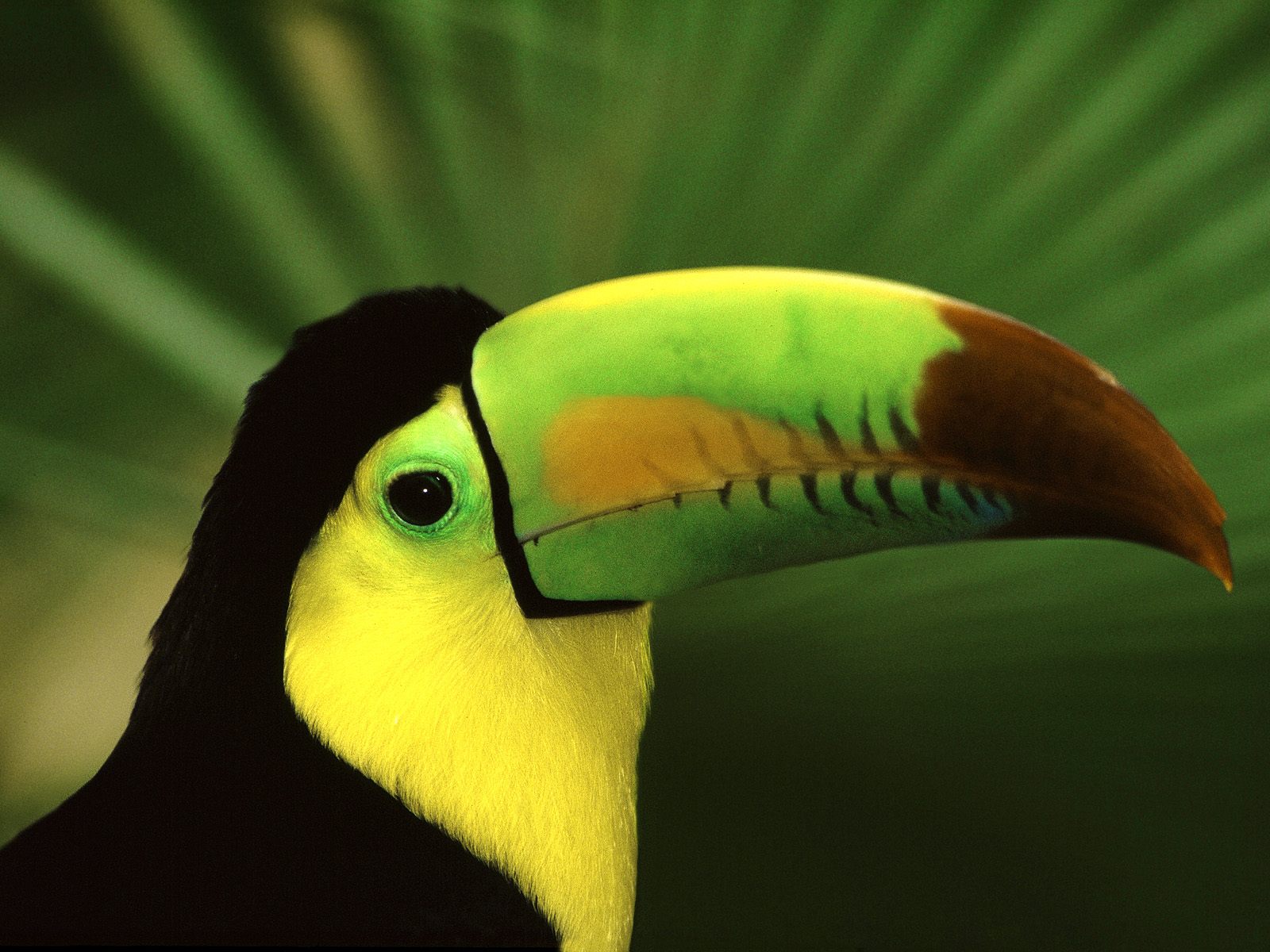 Save Nature Save Human Keel Billed Toucan 1600x1200