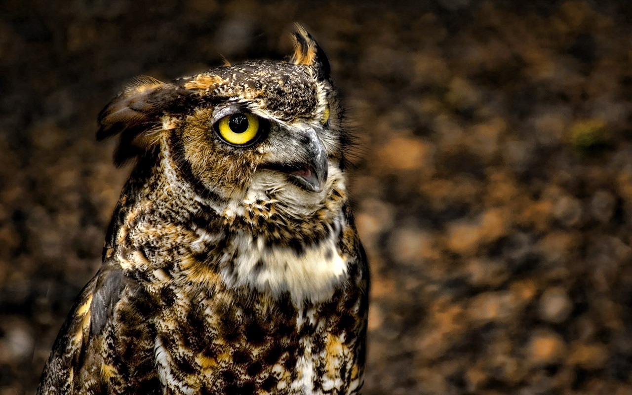 As Desktop Background Wallpaper Animals Birds Owl Eyed
