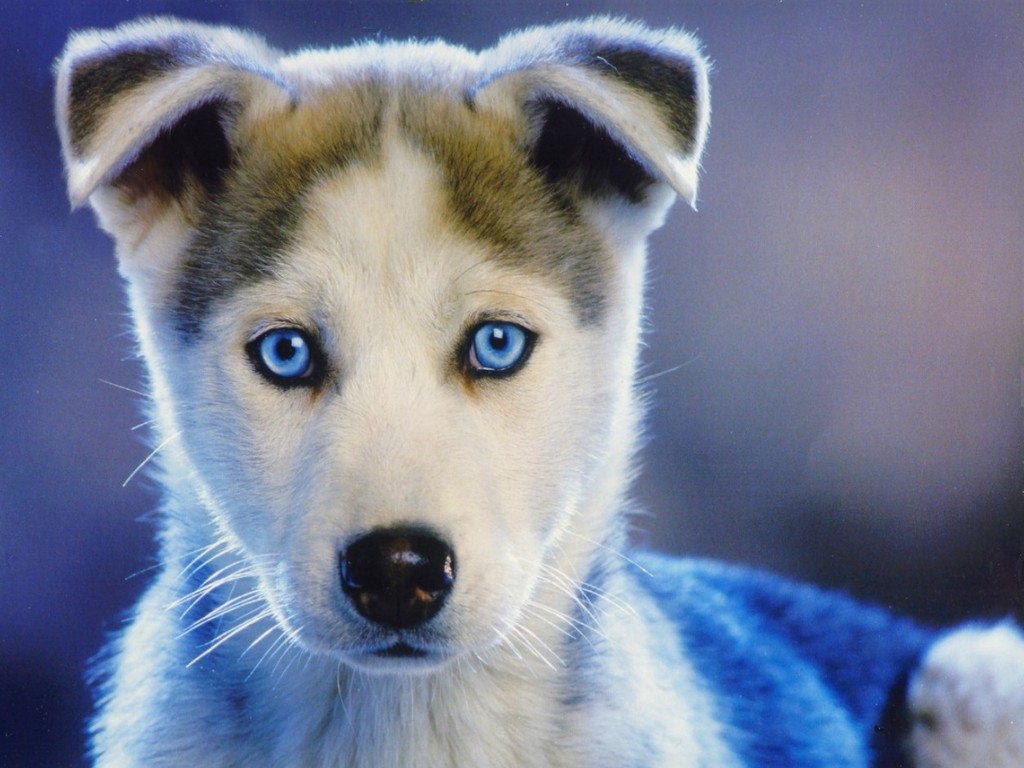 Cute Puppy Background