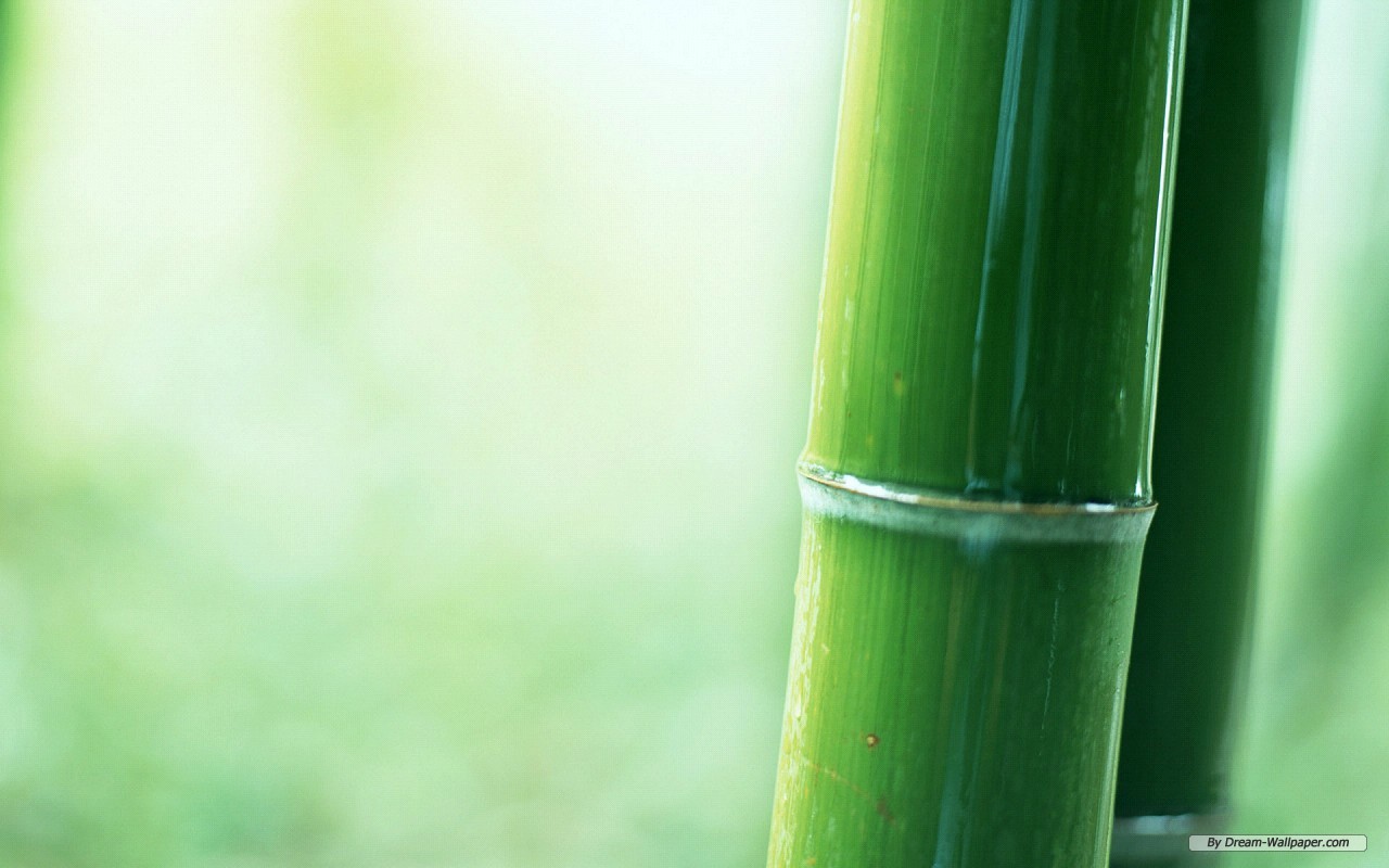 Gallery For Gt Bamboo Desktop Background