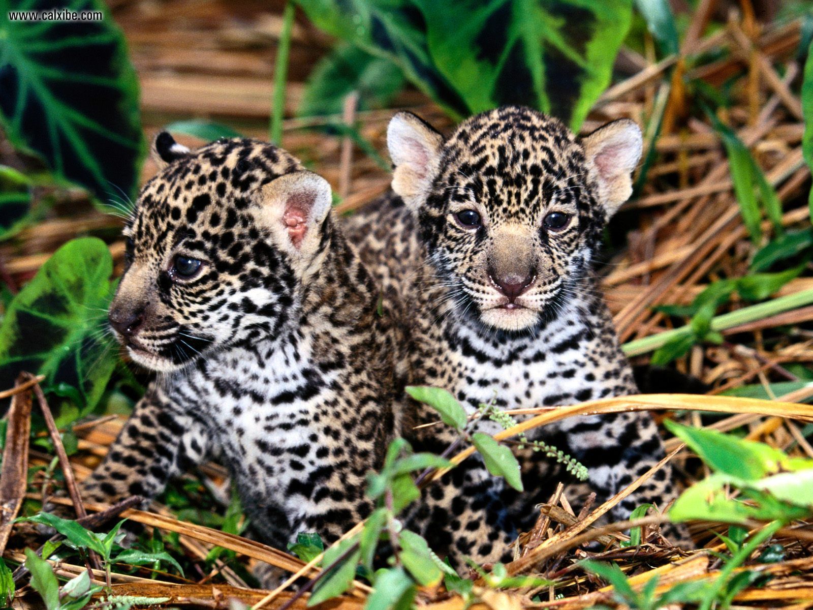 Baby Jaguars Wallpaper HD
