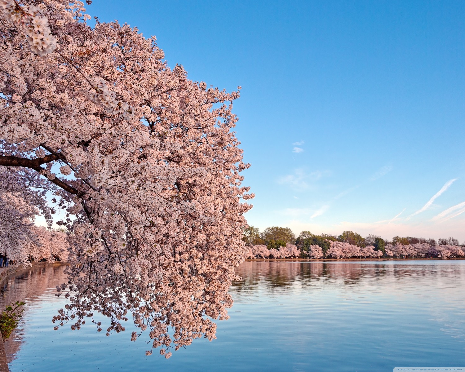 Free Washington DC Cherry Blossom phone wallpaper by paulefretwell