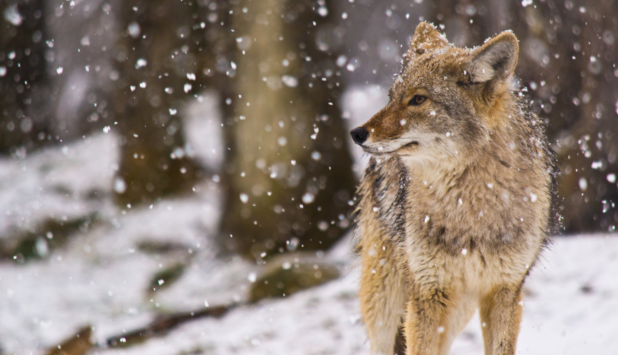 Snow Coyote Winter Flakes Wallpaper