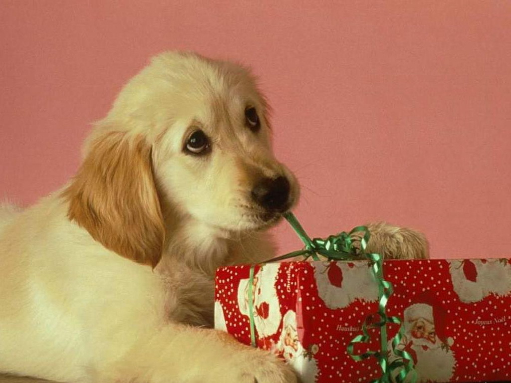 Happy Christmas Dogs Wallpaper