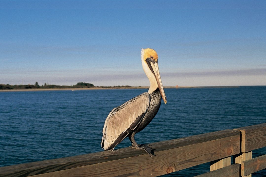 Pelican Wallpaper