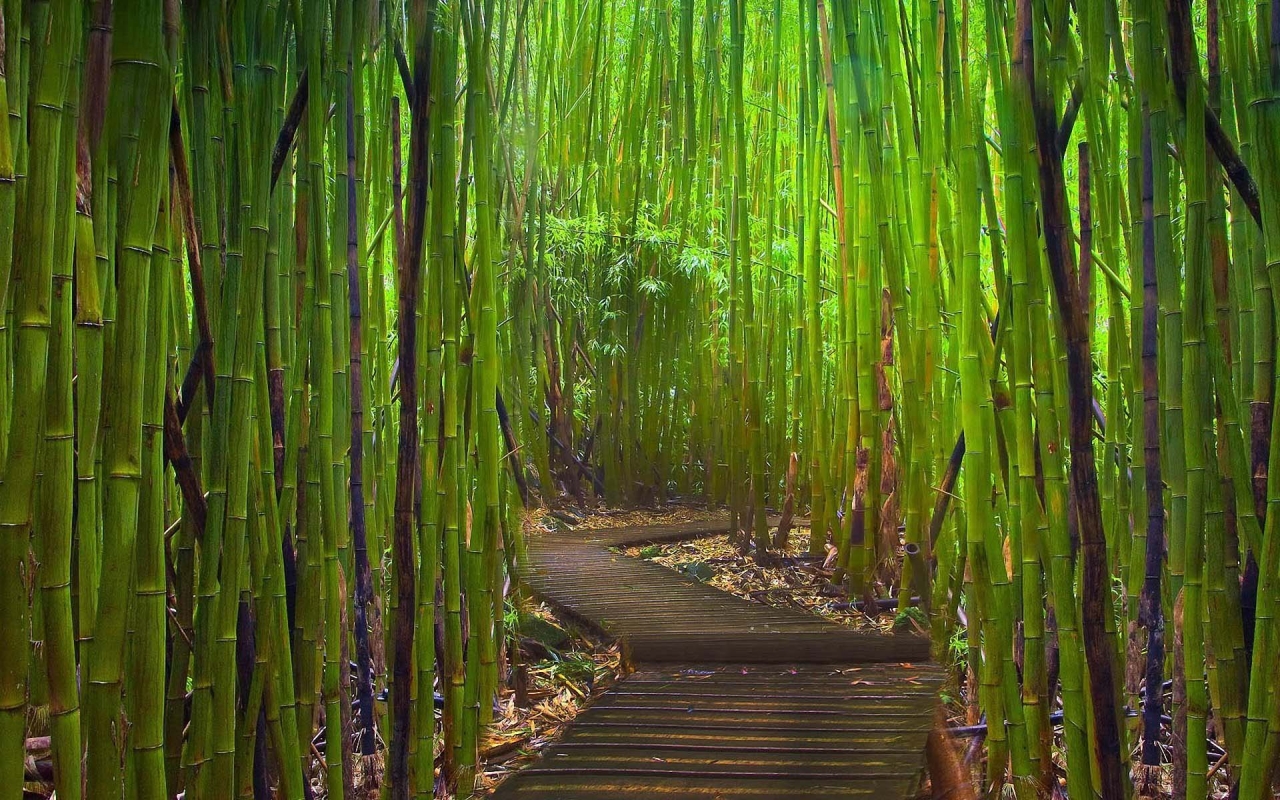 Nature Bamboo Forest Wallpaper iPhone