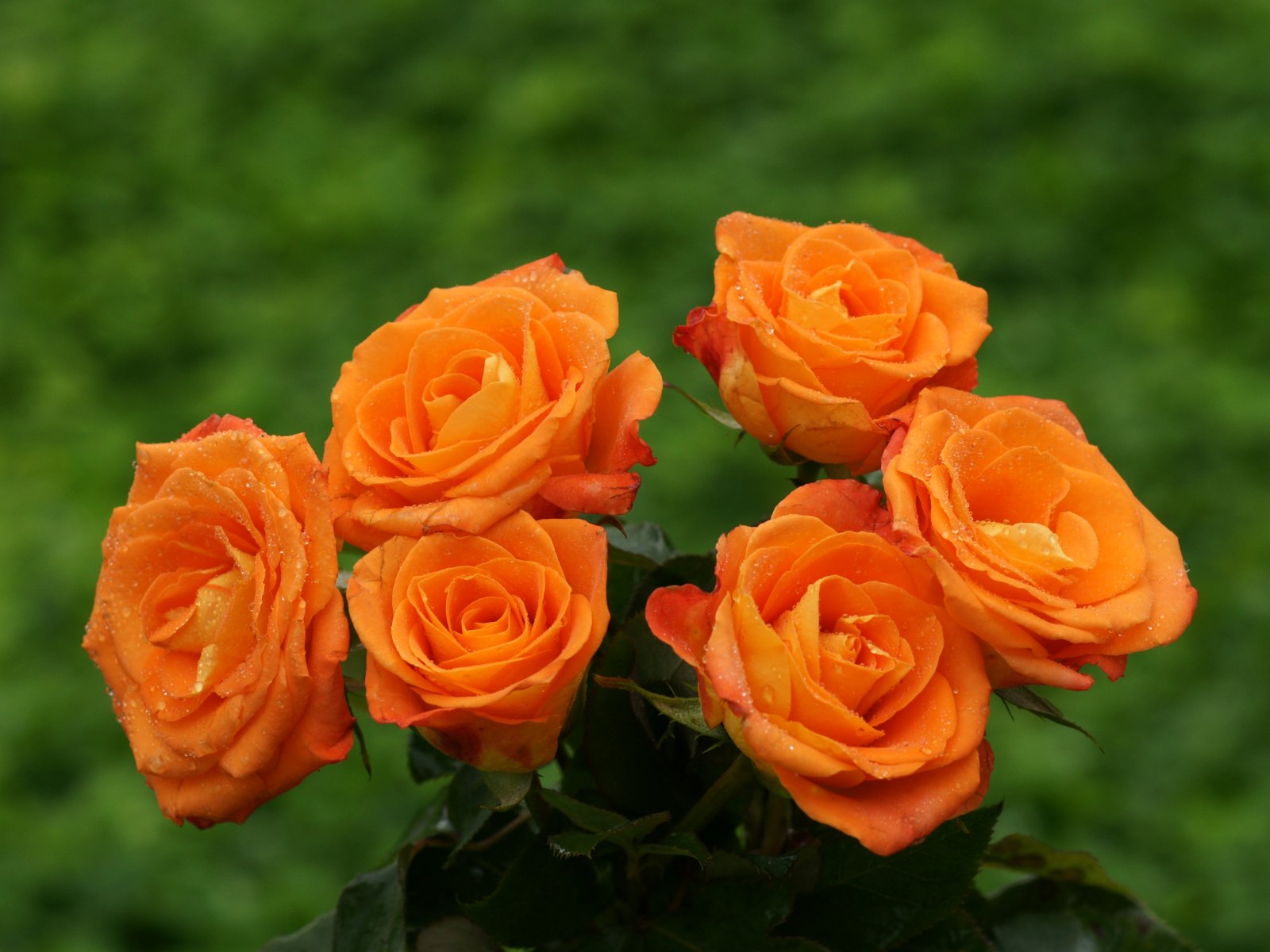 cliserpudo Beautiful Orange Rose Wallpaper Images