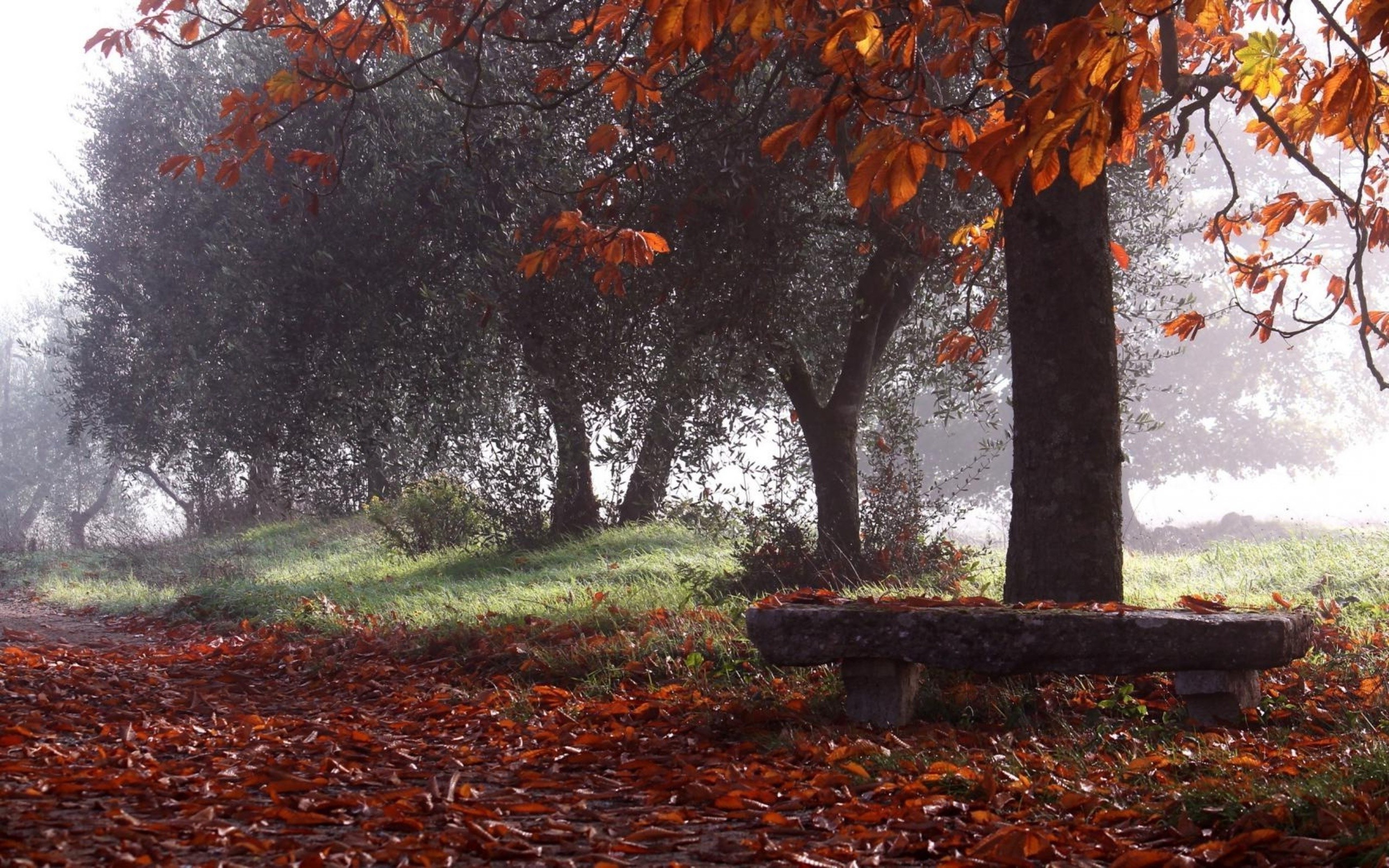 Nature Trees Rain Bench Leaves Wallpaper HD Desktop