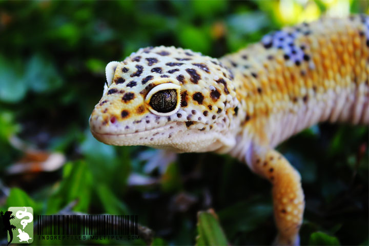 Leopard Gecko Wallpaper By Dnnil78