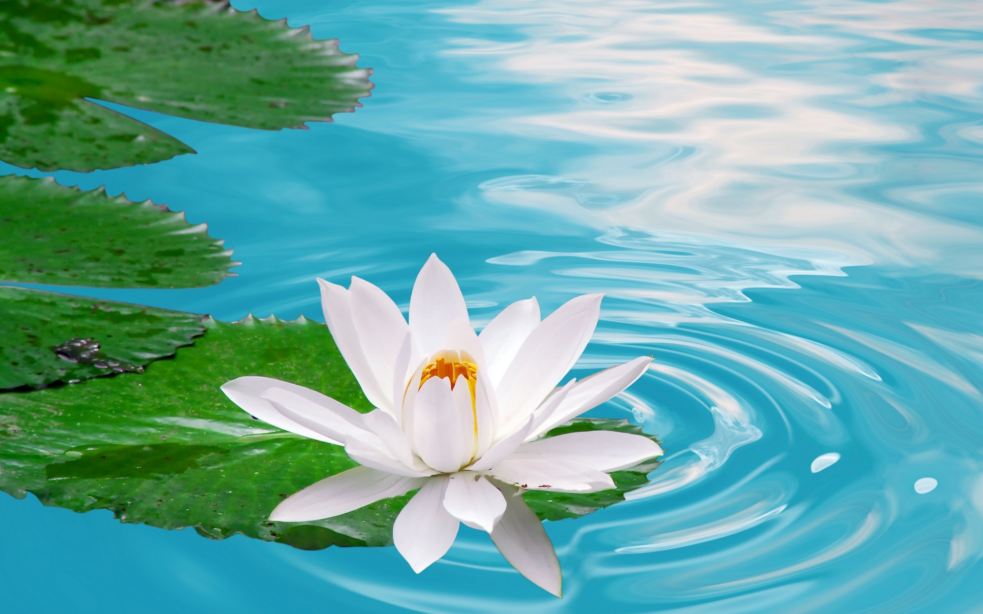 3d Lotus Flower Desktop Wallpaper