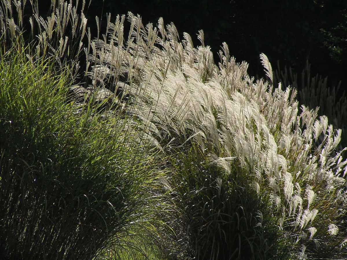 Pampas Grass Background Wallpaper
