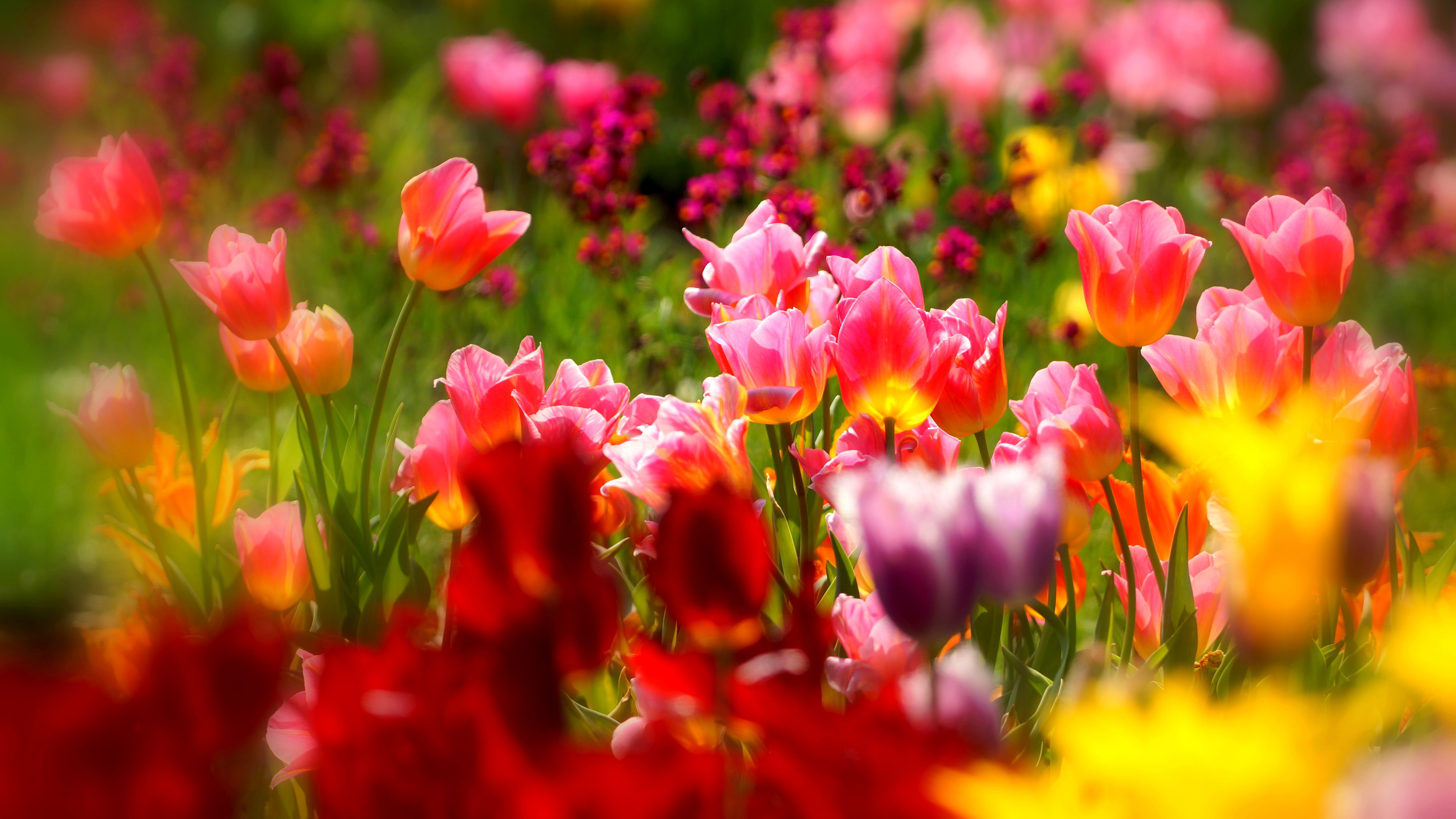 Tulip Garden Desktop Background Wallpaper HD