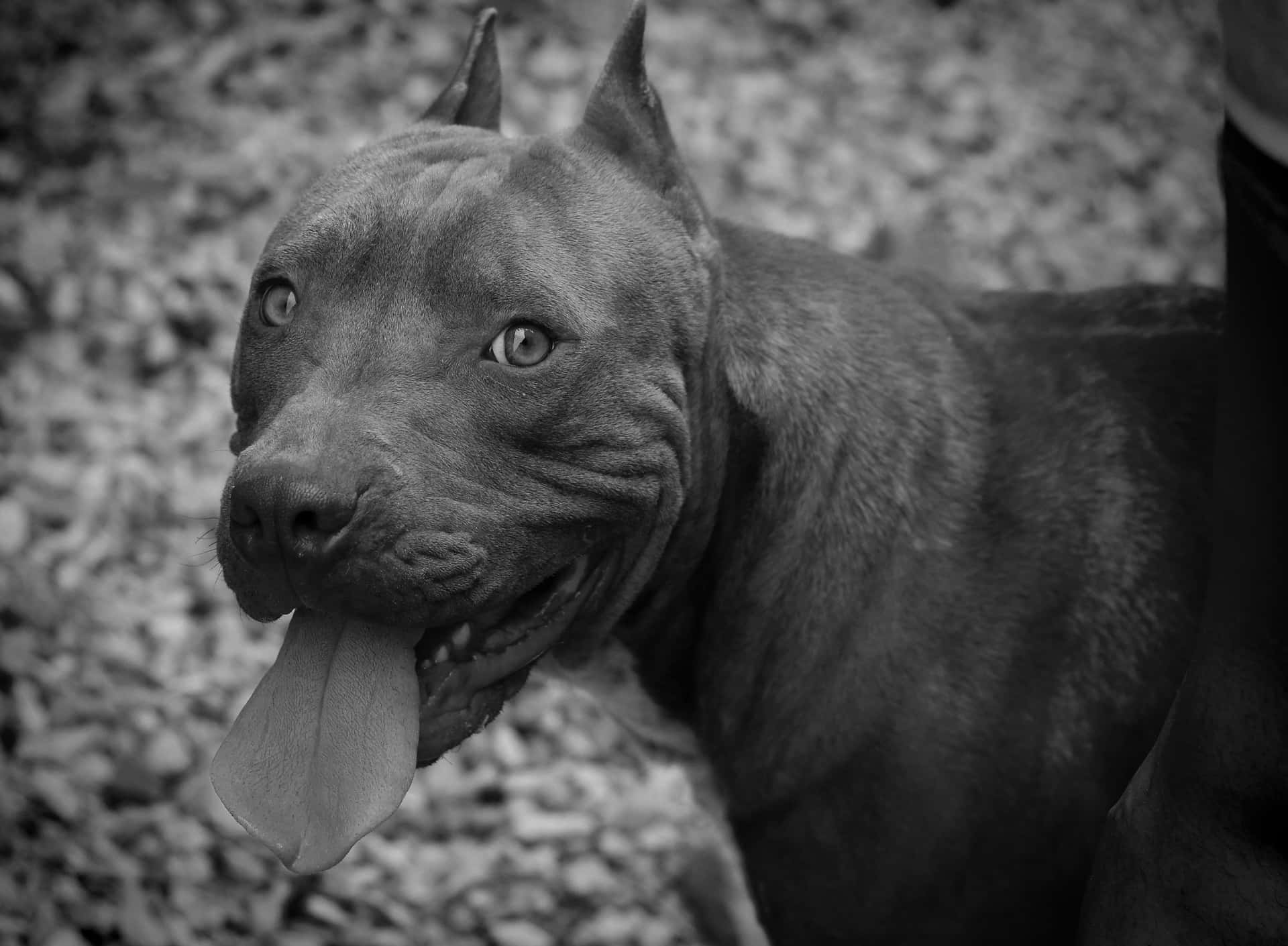 A Black Pitbull Looking Powerful And Loyal Wallpaper