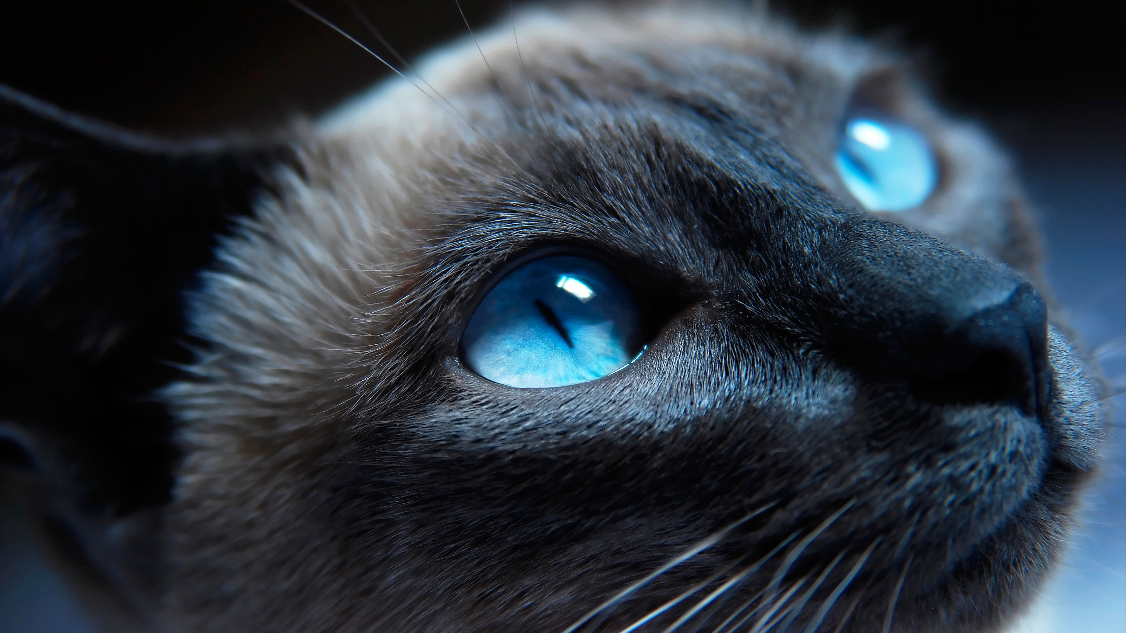 Wallpaper Cat Kitty Siamese Blue Eyes Muzzle Beautiful Close