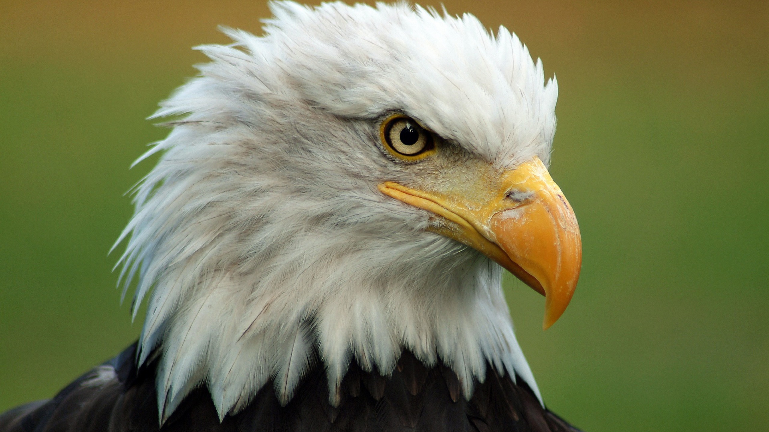 eagle flag wallpaper american portrait 2560x1440