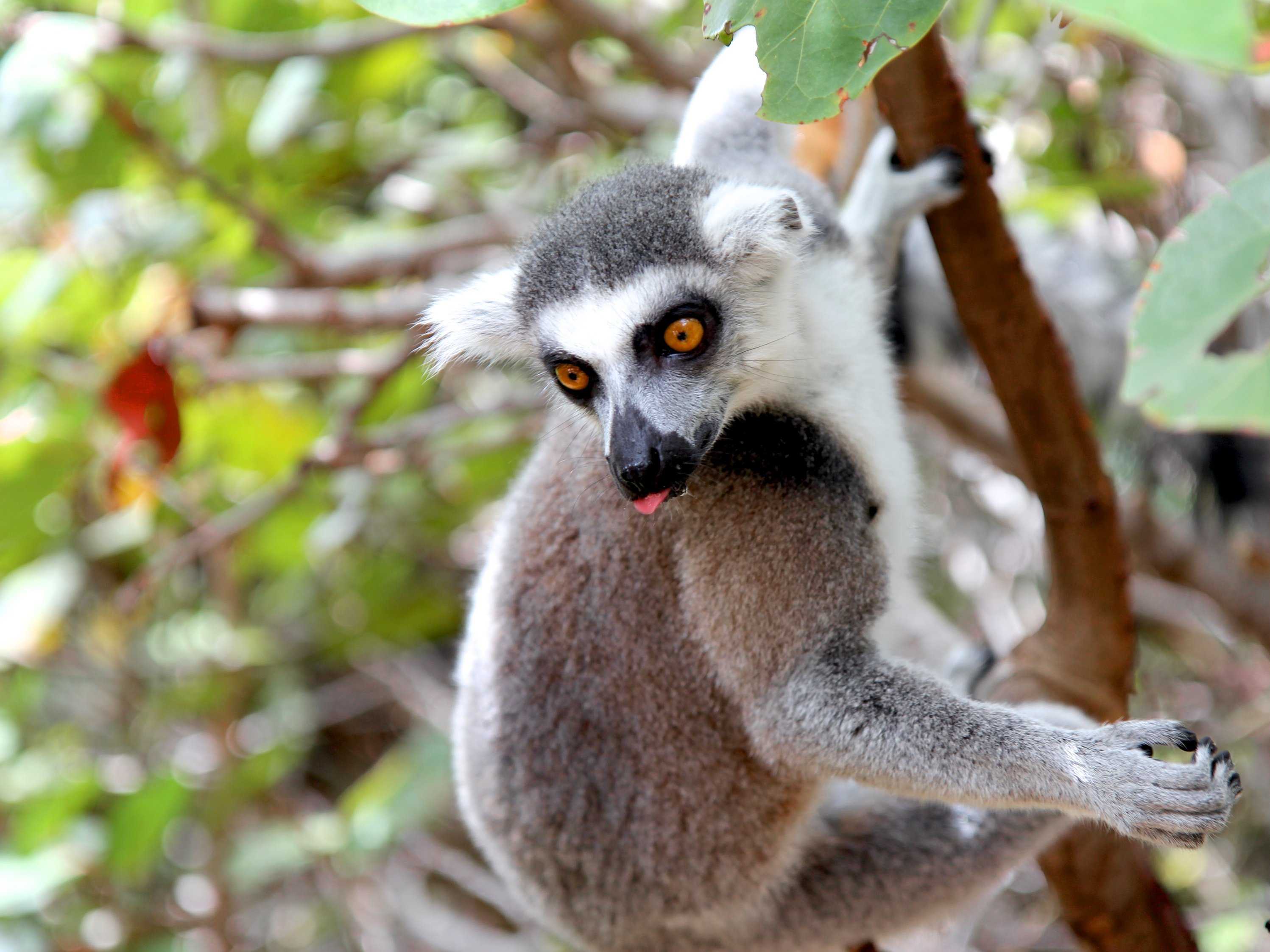 Wallpaper Exotic Animals At Julian Mcneil Blog Wallpaper Exotic Animals At Julian Mcneil Blog