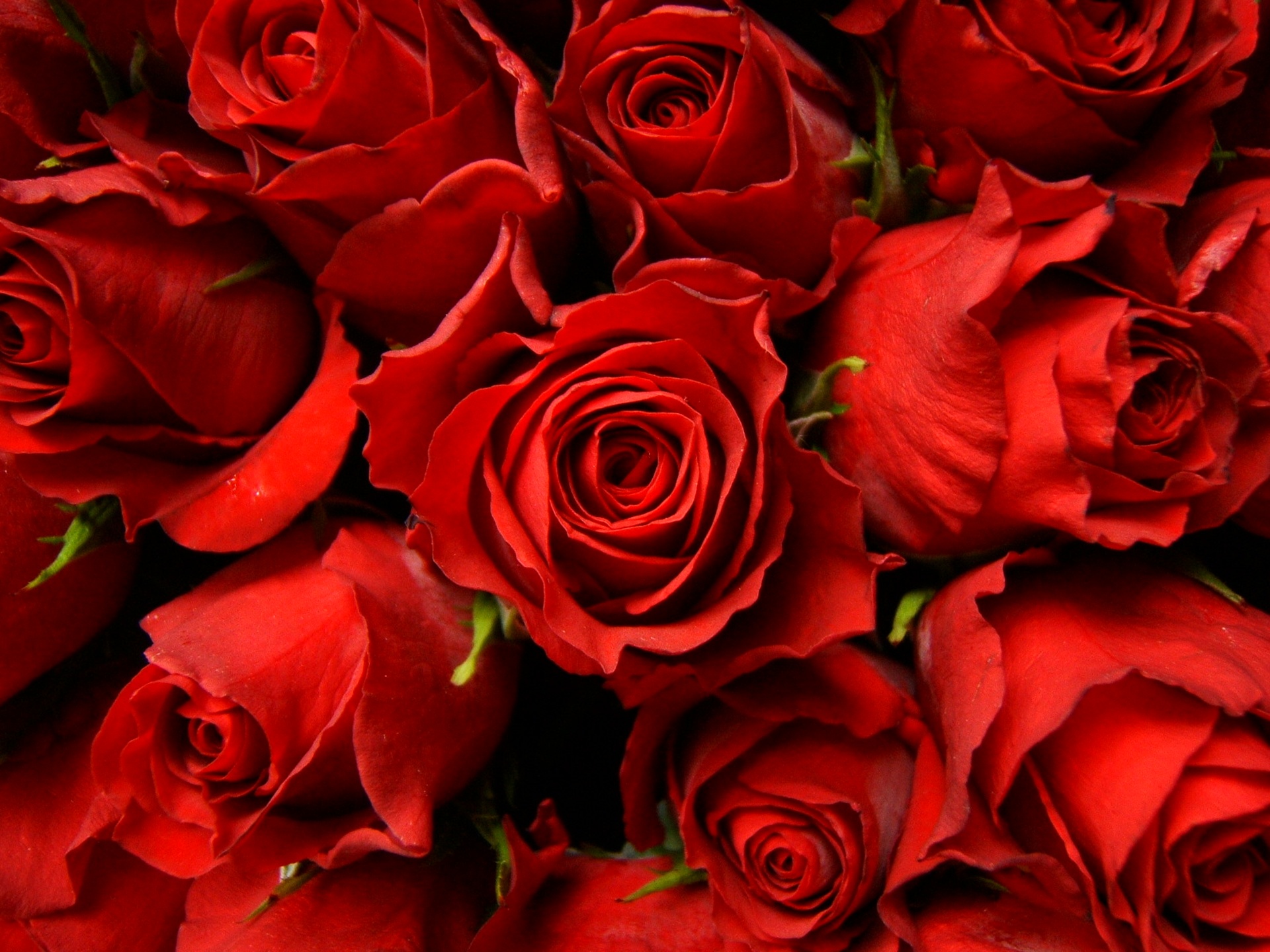 Red Roses Wallpaper Wide HD