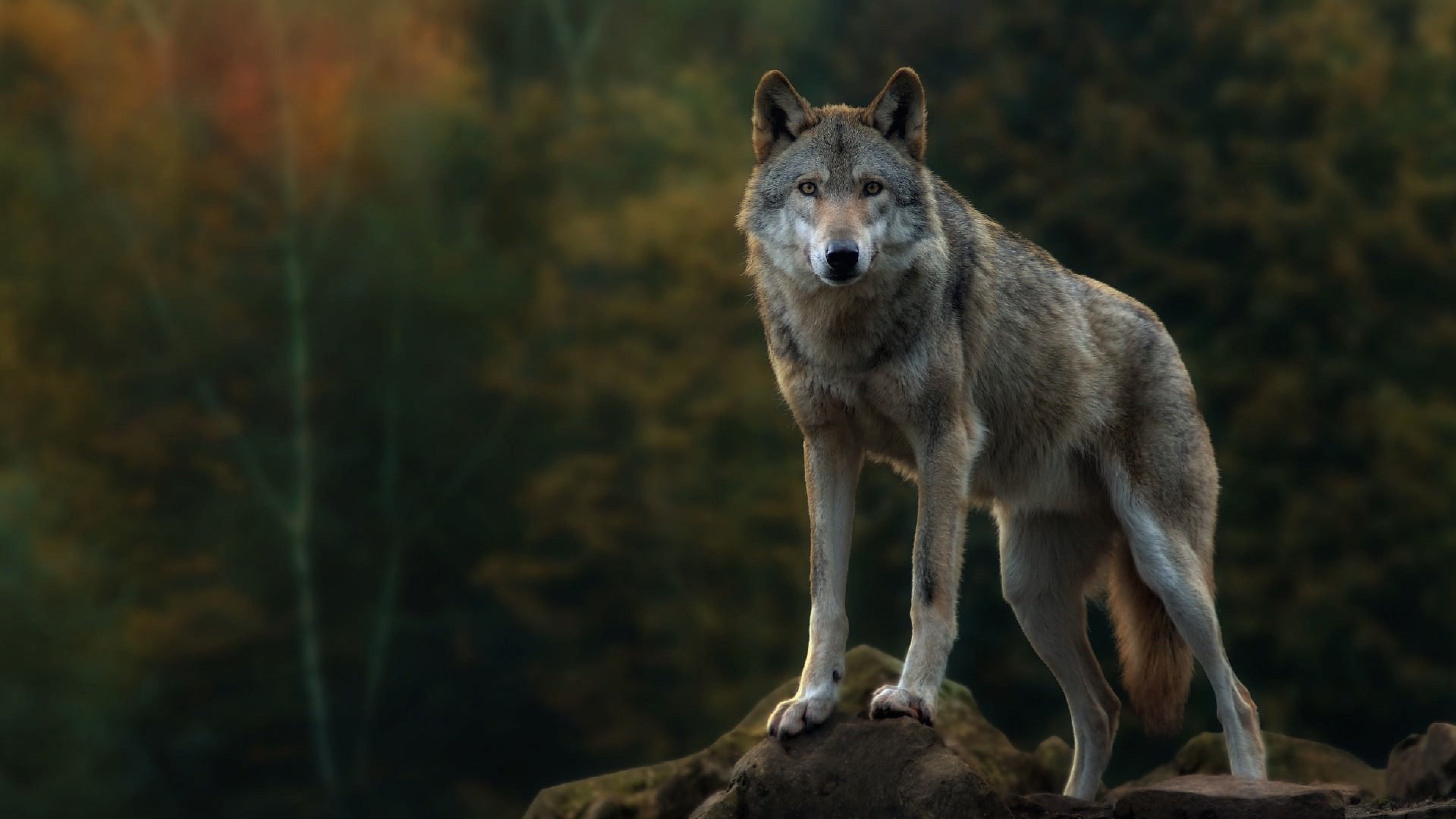 A majestic gray wolf standing on a rock in a forest, its fur blending with the autumnal hues of the background