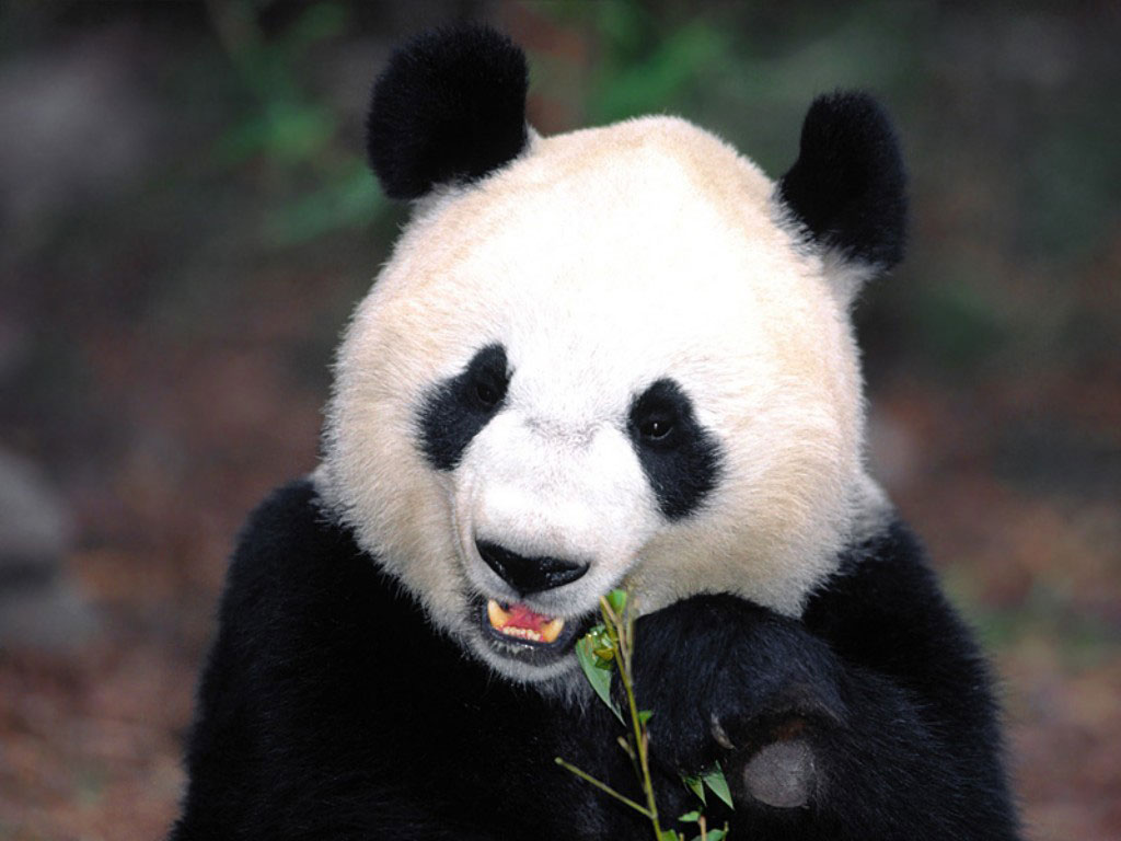 Panda Desktop Wallpaper