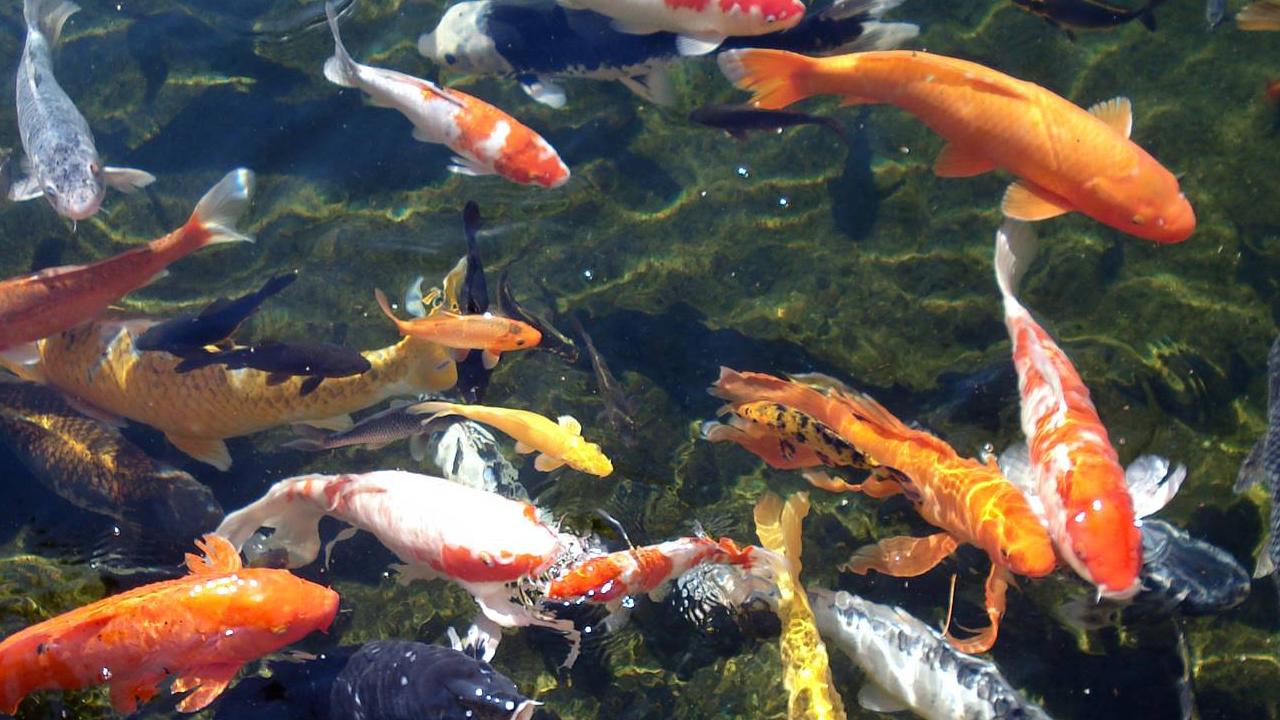 Koi Fish Live Wallpaper Brings You Lovely Realistic Pictures Of