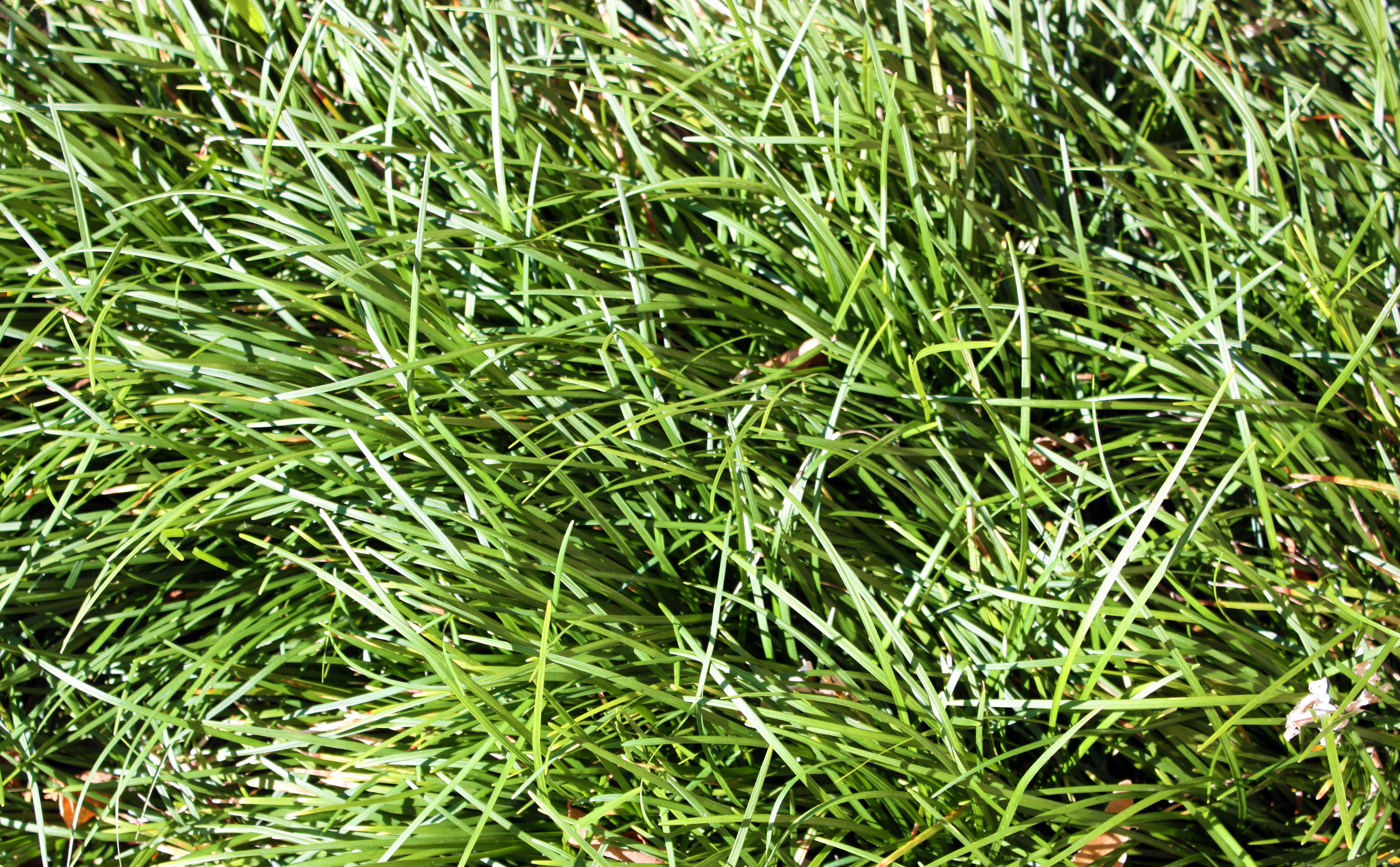 Free download textured grass wallpaper 2015 Grasscloth Wallpaper