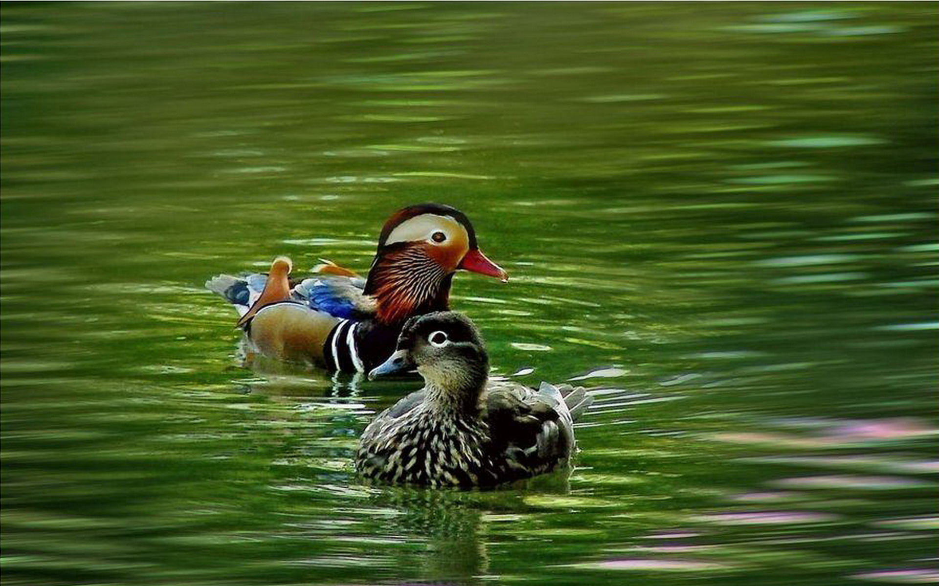 Mandarin Duck Picture Desktop Wallpaper