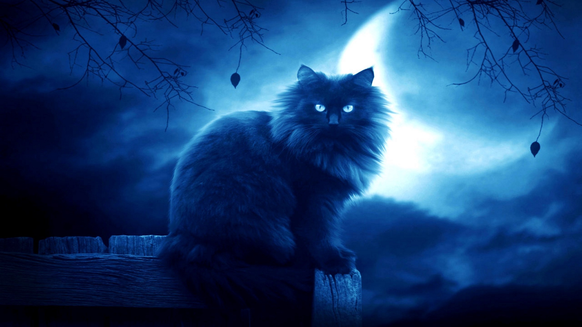 Wallpaper Cat Black Moon Night Silhouette