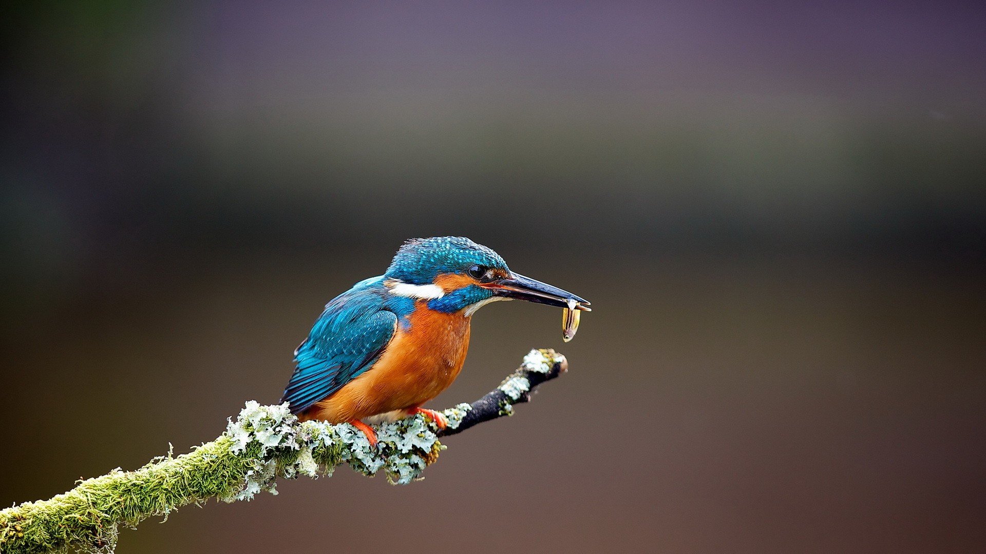 Nature Birds Kingfisher Hunting Branches Wallpaper Background