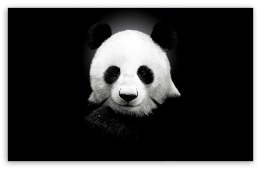 Panda Bear HD Wallpaper For Standard Fullscreen Uxga Xga Svga